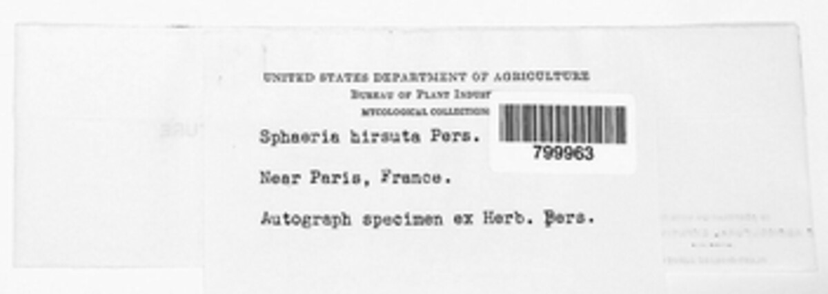 Lasiosphaeris hirsuta image